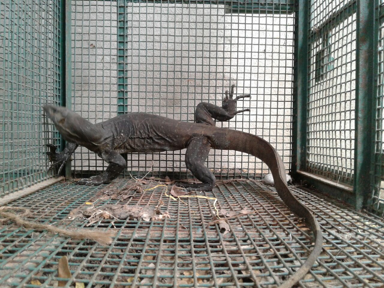 Injured Monitor Lizard found and rescued in Parampalli area
